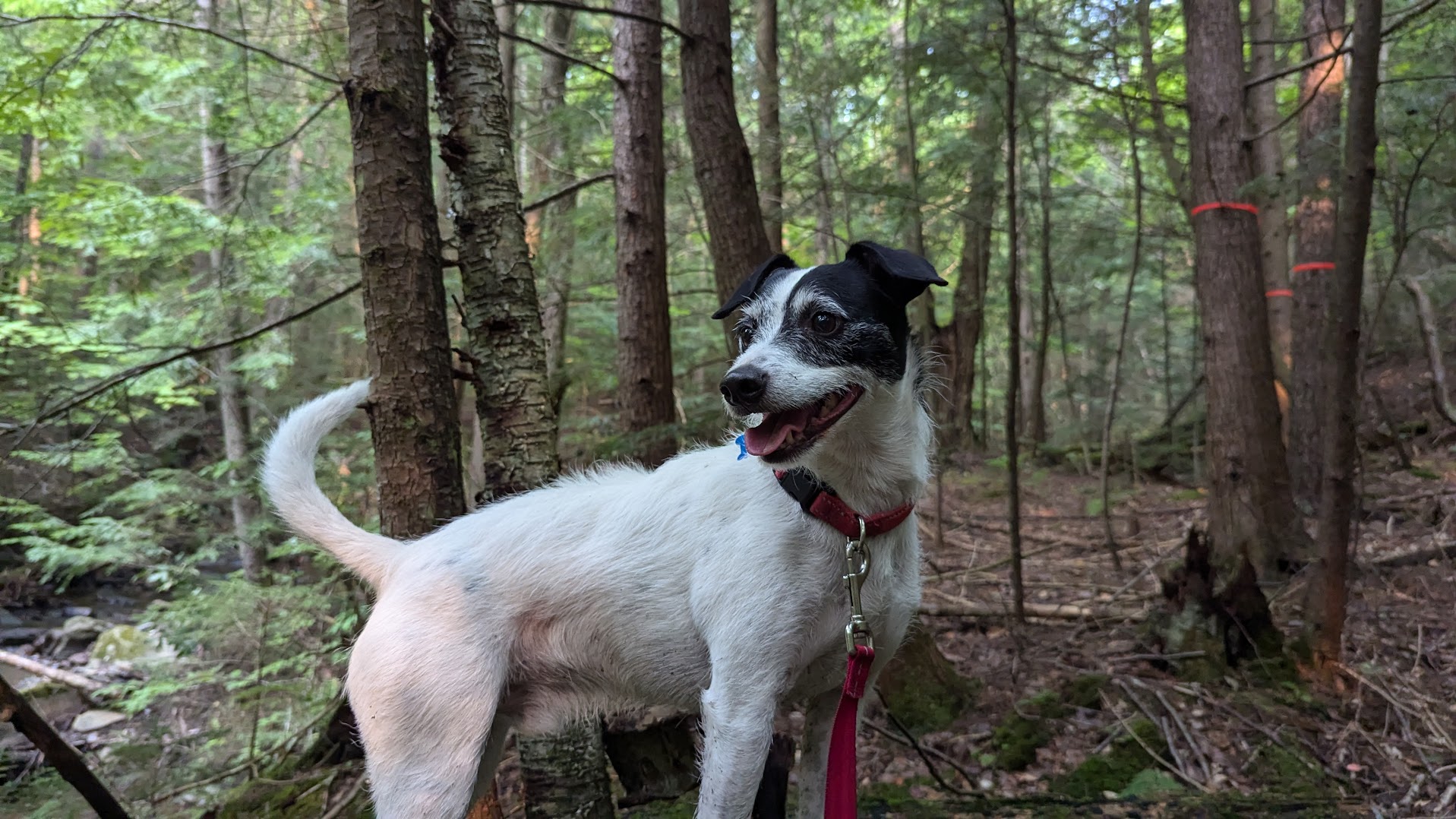 Dogs welcome at the campground