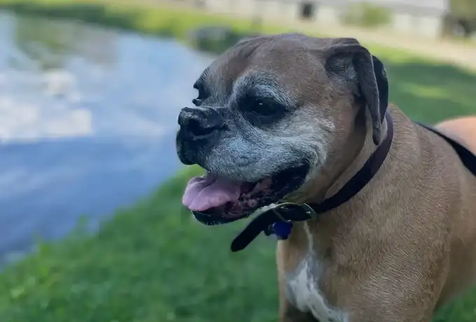 Tyson enjoying the pond.
