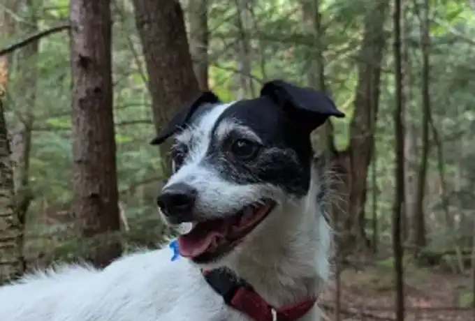 Dogs welcome at the campground